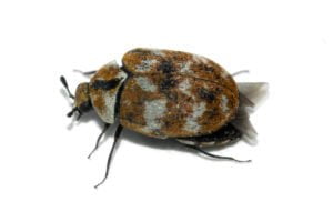 A carpet beetle.
