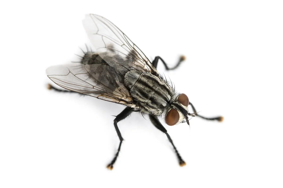 11-mouche-a-viande Une mouche à viande.