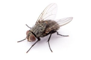 A housefly.