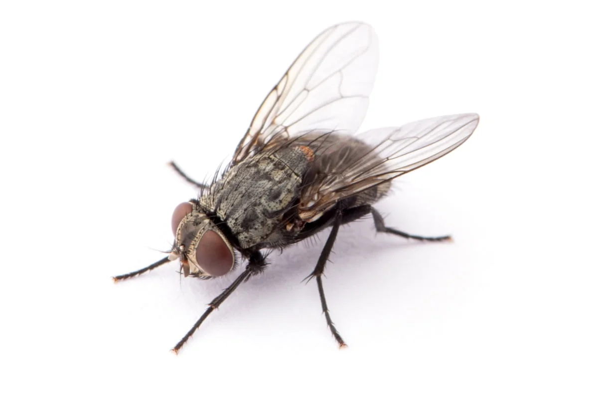 12-mouche-domestique Une mouche domestique.