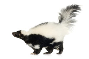 A skunk.