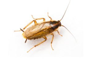 A German cockroach.