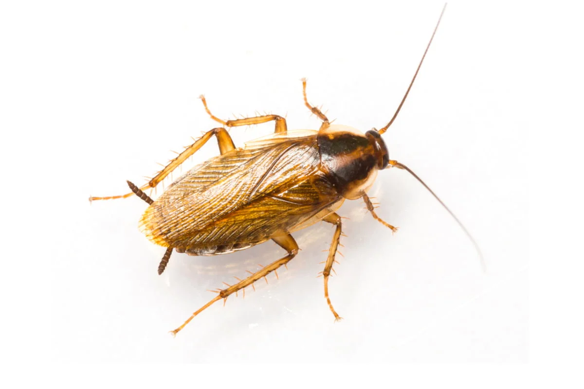 2-blatte A German cockroach.