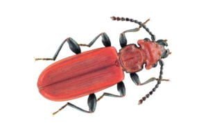 Red grain beetle.