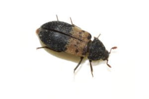 A larder beetle.