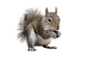 Un écureuil gris de l'est grugeant une noix.