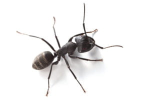 Une fourmi noire.