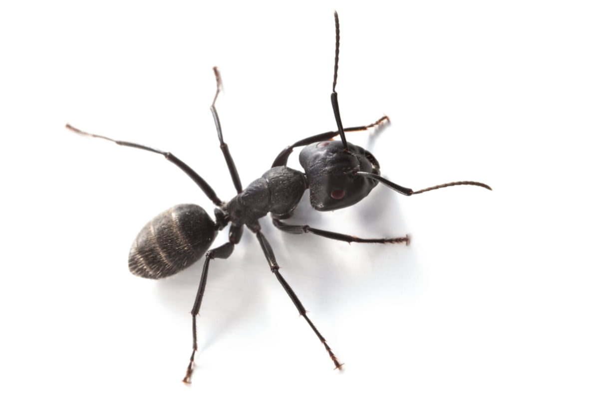 7-fourmi Black ant.