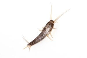 A silverfish.