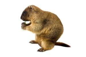 Une marmotte qui mange sur deux pattes.