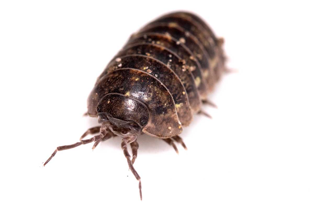 cloporte-du-Quebec Woodlouse from Quebec.
