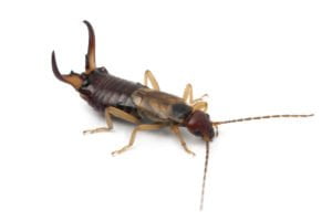 An earwig.