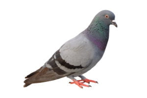 A pigeon.