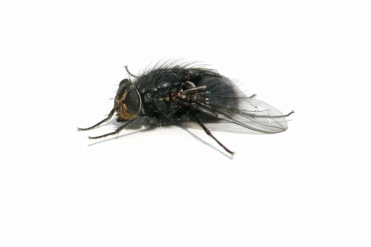 16-Pollenia-fly A cluster fly.