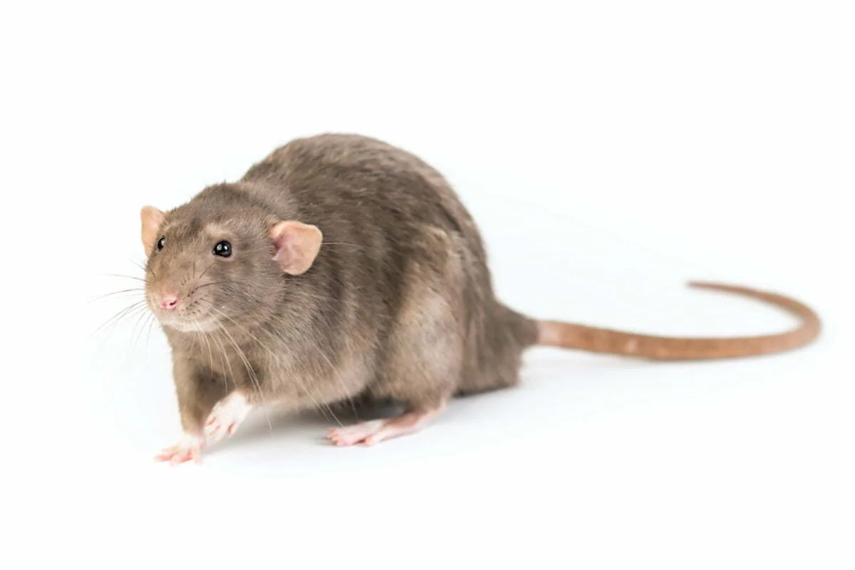 19-rat-degout Rat d'égout ou rat de Norvège.