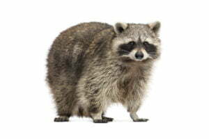 Raccoon