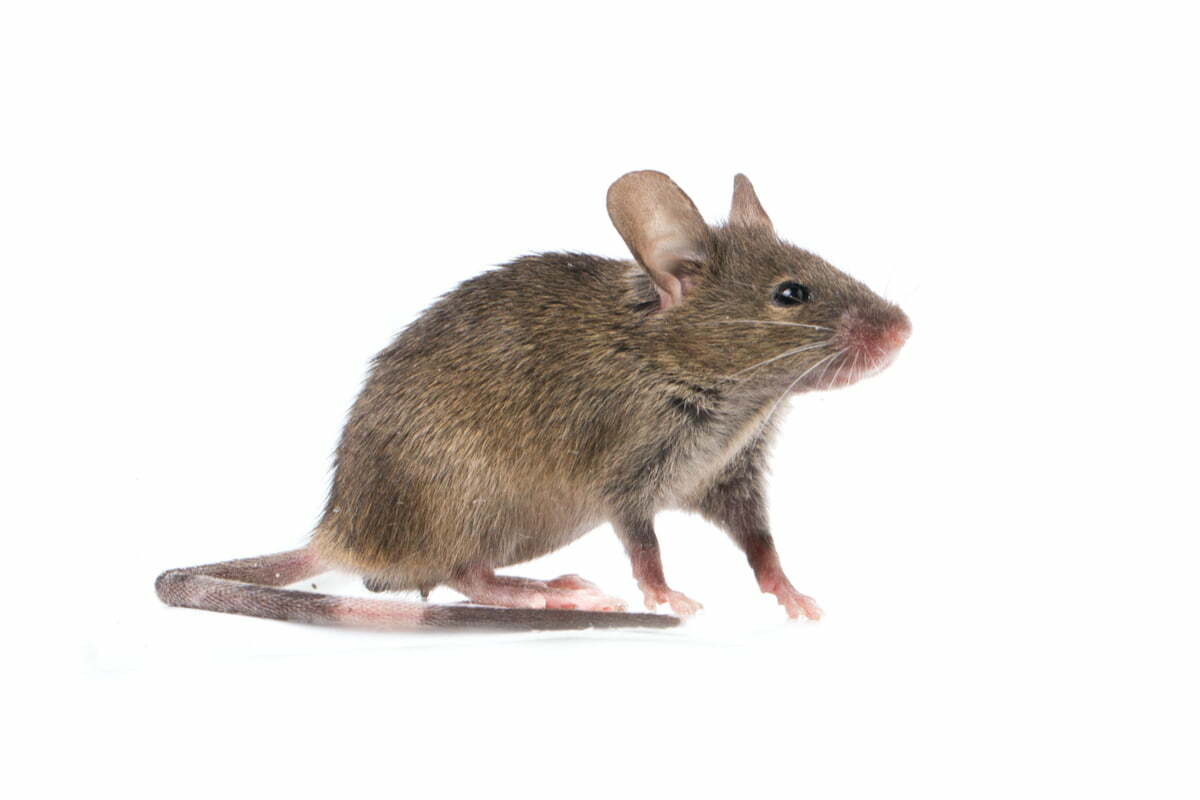 21-souris-commune Une souris commune sur fond blanc.