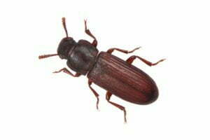 Red flour beetle.