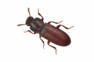 Red flour beetle.