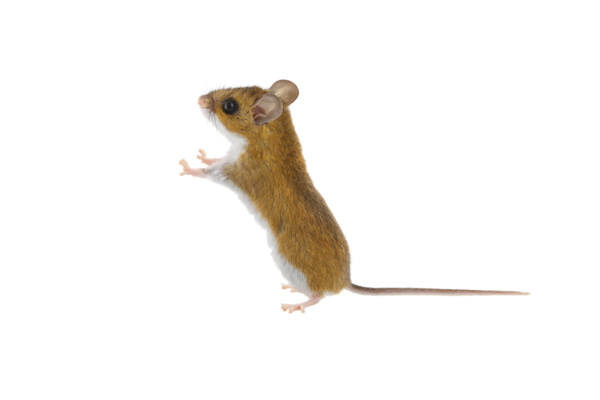 5-souris-sylvestre Souris sylvestre sur fond blanc.