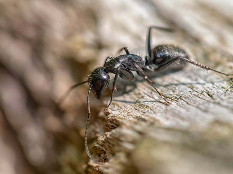 Carpenter ant on wood.