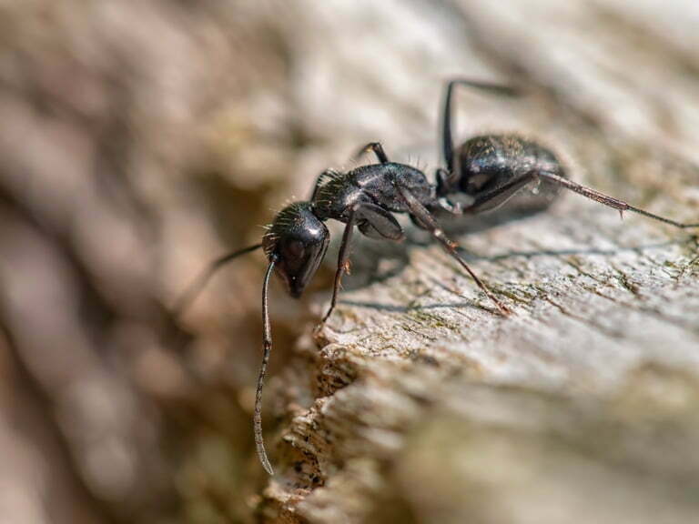 Gros plan d'une fourmis charpentière sur du bois.