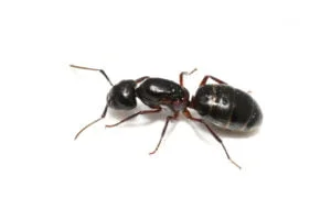 Carpenter ant.