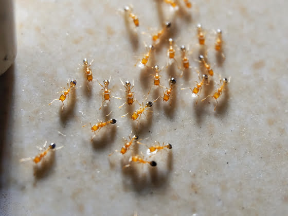 Un amat de fourmis pharaon sur un plancher de cuisine.