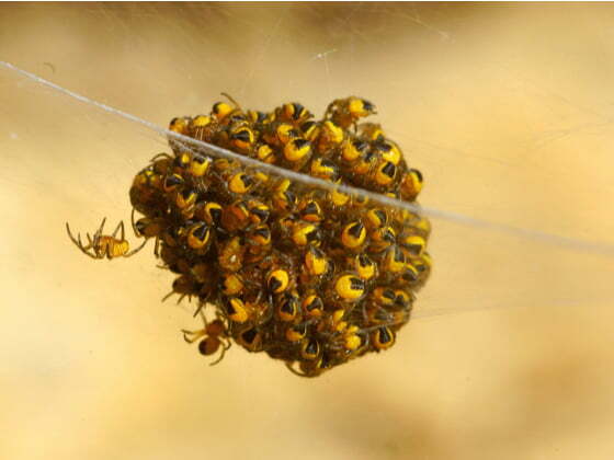 Un nid de bébés araignées peu après leur éclosion