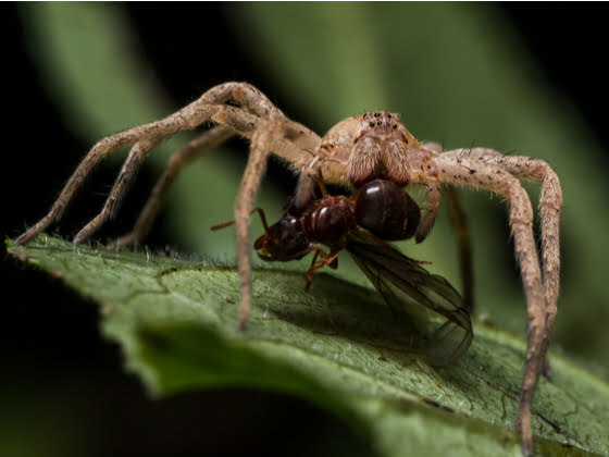 Une araignée-loup emportant une fourmi rouge.