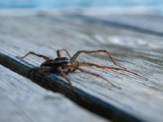 Une araignée sur une galerie de bois.
