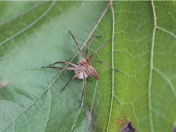 Araignée transportant sa poche d’œufs.