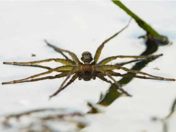 Araignée Dolomède à la pêche.