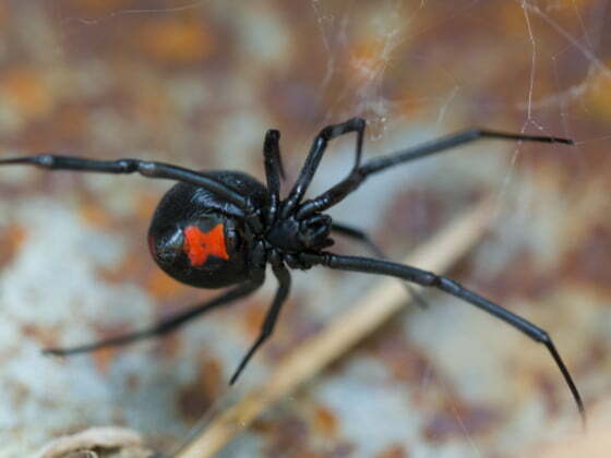 Araignée veuve noire avec tache rouge sur abdomen.
