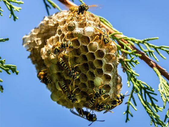 Wasps nest on a tree branch.