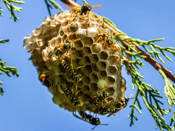 Nid de guepe sur une branche.