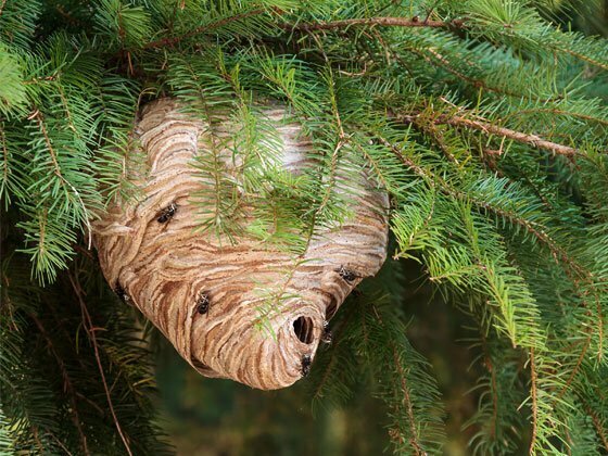 Wasps nest in a pine tree.