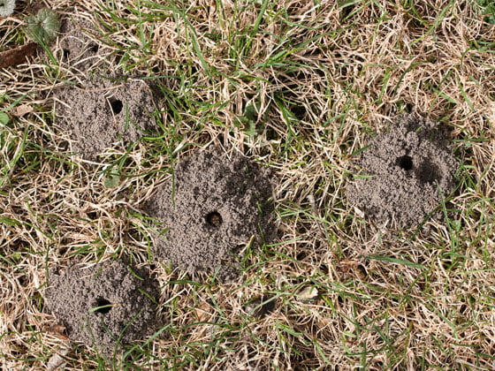 Wasps nests in the ground.