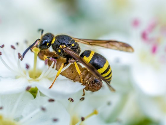 A wasp grabbed a caterpillar.