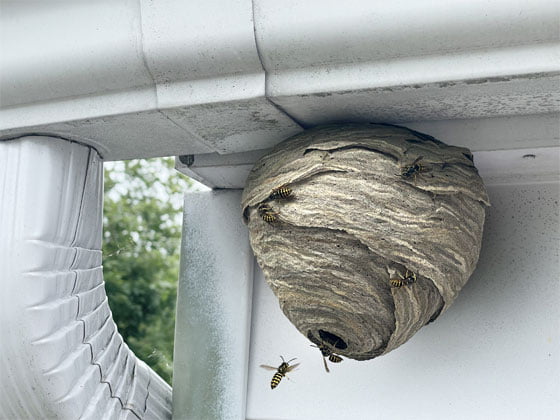 Wasp nest attached to home outdoor wall.