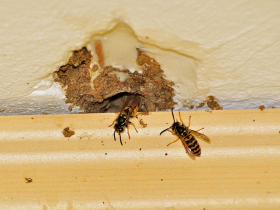 Wasp going trough a hole in a brick wall.
