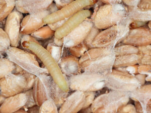 Larves de la Pyrale indienne dans du grain.