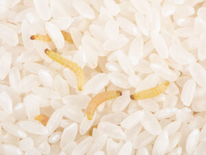 Indianmeal moths larvaes in rice.