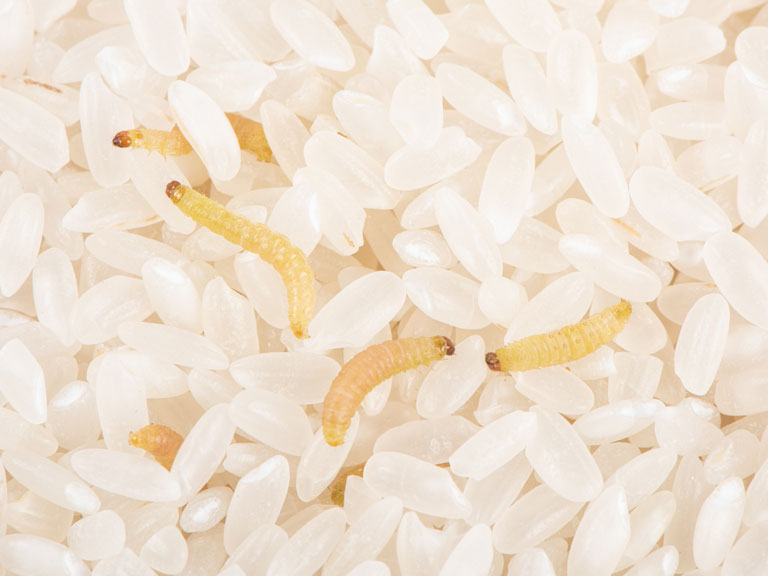 Larves de la Pyrale indienne dans du riz.