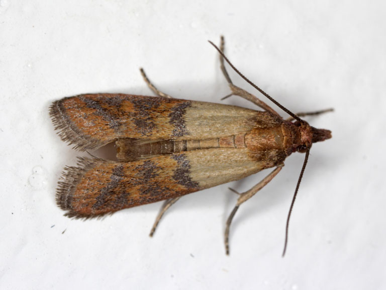 Papillon de la Pyrale indienne.